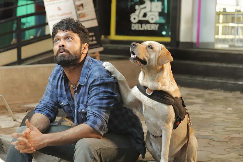 インド映画史上最強の＜わんこ映画＞が日本上陸！『チャーリー』は一途なラブラドール犬が観客の涙を搾り取るカンナダ語映画の秀作