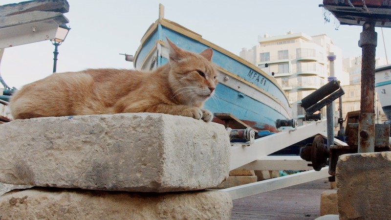 世界の映画祭が絶賛！“人口53万人・野良猫100万匹” 世界屈指の「猫島」マルタ共和国に迫る『ねこしま』