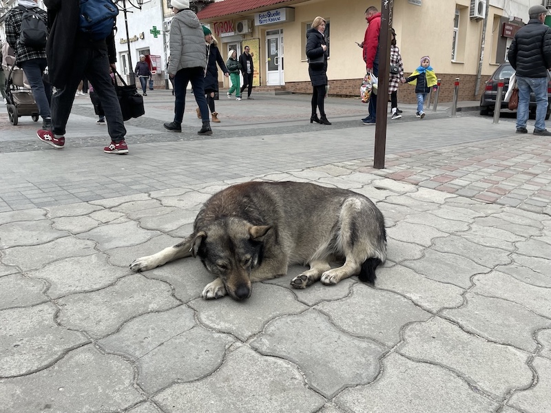 戦禍のウクライナ、犬たちに何が起きたのか？ドキュメンタリー映画『犬と戦争 ウクライナで私が見たこと』