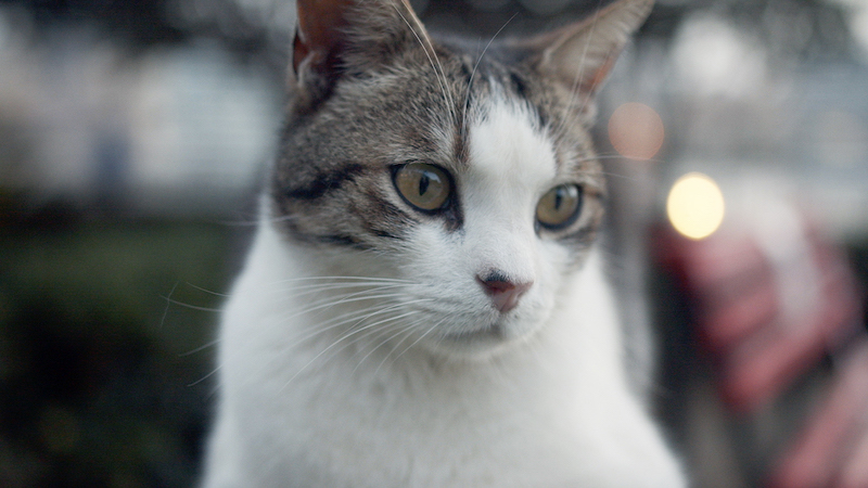 ロッテントマト満足度100％！“猫が人間を必要とし、人間がどれだけ猫を必要としているか”『ねこしま』